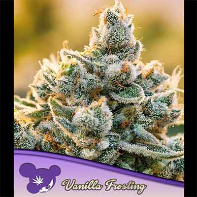 Vanilla Frosting > Anesia Seeds | Feminized Marijuana   |  Hybrid